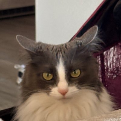 lexiilynn420's profile picture. taylor / halsey / tate that’s pretty much all i tweet about