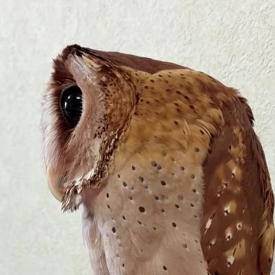 avevacia's profile picture. 18 | Mexican | Fidel Castro's husband | eroto-anthroposophical | That gay metalhead who likes edgy games and draws sketchy stuff | Active priv: @comediantenjefe