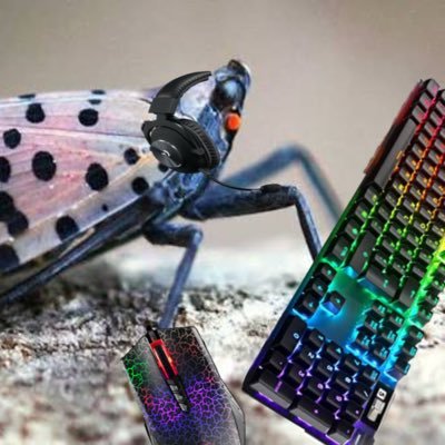 lantern_fly67's profile picture. 