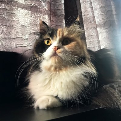 woderpp's profile picture. 17 |  @ee_weepy