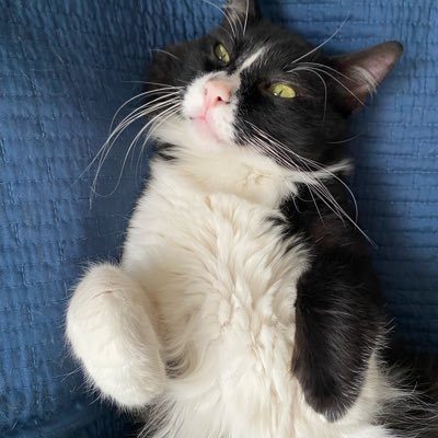 DistressedB4gel's profile picture. yo | ñ | 18 | Trihard 7