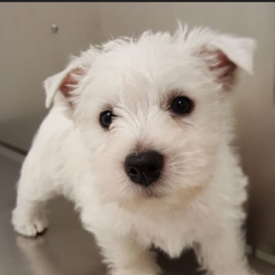 TradingTom100's profile picture. Thoroughbred permabull. $spx