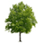 Helping to repopulate the earth with trees!