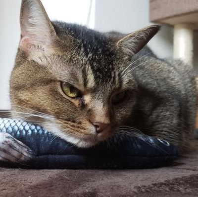 puuu1394510's profile picture. 物販の宣伝アカウント始めました！
安さと丁寧な対応を心がけています！

https://t.co/etFIkOKzPN

千葉県公安委員会
第441090003894号