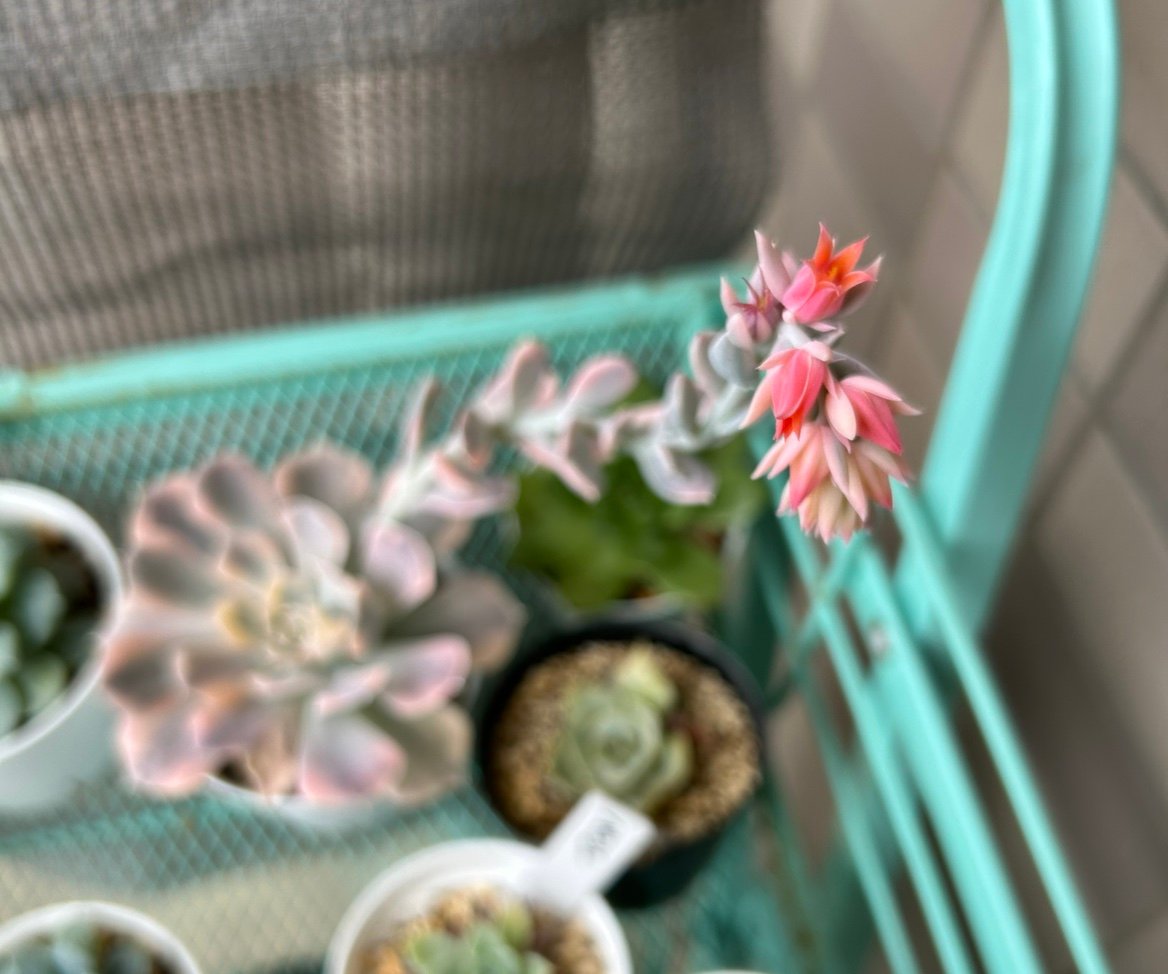 AHleoha's profile picture. 