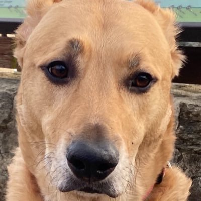 CeeCeeZKeePeR7's profile picture. CC 01072025 1205 est R.I.P. L’il Bud. Haven’t moved your bowl one inch. We brought your ashes back to Assateague. You barked at me as I jumped into the waves.