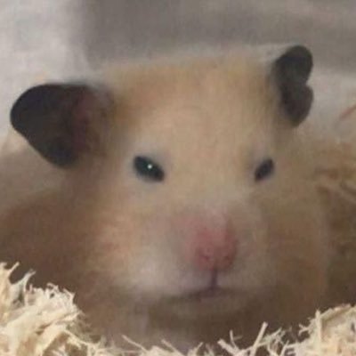 amoroedores's profile picture. 