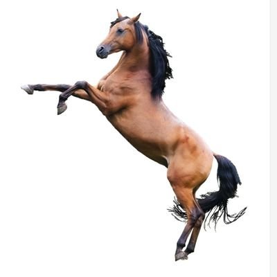 yutaka_kane's profile picture. 今後YouTubeでチャンネルを開設して動画をあげる予定です…ただ動画編集が得意ではなく…
取り急ぎ予想を皆さんに共有したいと思っています。