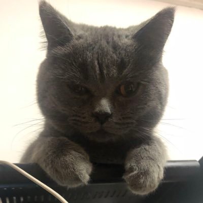 quwenqi98's profile picture. 