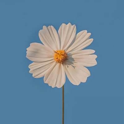 AmiraAbdulazeez's profile picture. msc.architecture | صَبْرٌ| moisturized