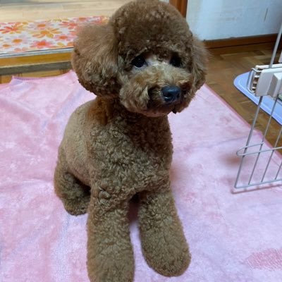 nerohitosuji's profile picture. 趣味でダーツをやってる者だ