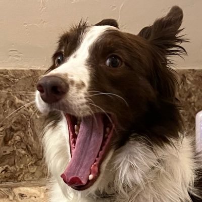 snaxoramus's profile picture. Rootin. Tootin. Trumpet Shootin. mostly living. I post things I like and talk about things I don’t. snax most places.🐾🩵🩷