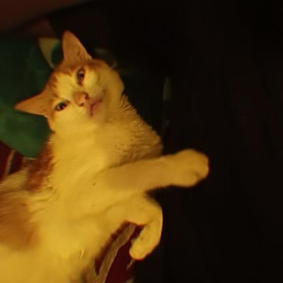 Spri_Positif's profile picture. 𝐈 𝐀𝐦 » 𝐈 𝐖𝐚𝐬 _ A Salaf_Philocalist 📚_Silentium Est Aureum_ my model Seyidna Muhammad (ﷺ) Père des Chats 🐱 {حَسْبِيَ اللَّهُ وَنِعْمَ الْوَكِيل}