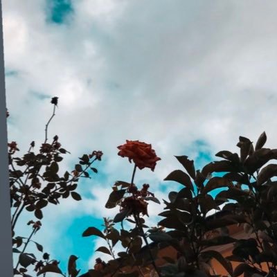 nno__511's profile picture. (واجعلني من عبادك الذين تحب أن تُلاقيهم وتحب إقبالهُم إليك يا الله .). ✨.