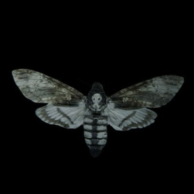 whaaretheoddbhc's profile picture. 