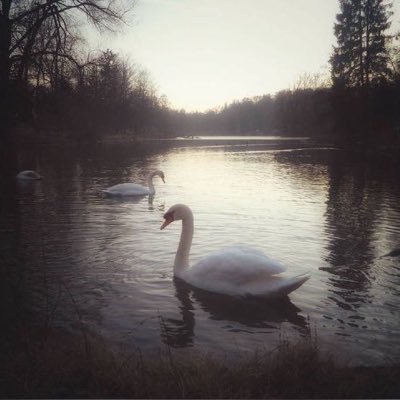 illllqu's profile picture. 