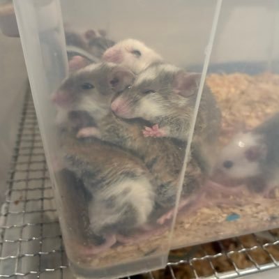 hebitamaru's profile picture. 