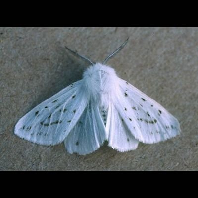 haydigullum's profile picture. 🏳️⚧️🏳️🌈🇵🇸