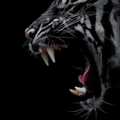 hasso2012's profile picture. 