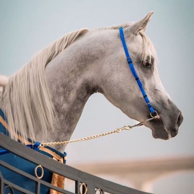 A_zha1's profile picture. 👷🏼