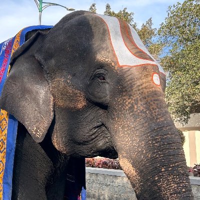 Aman23398618's profile picture. Software Developer