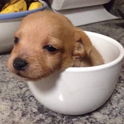 LunaticRem's profile picture.