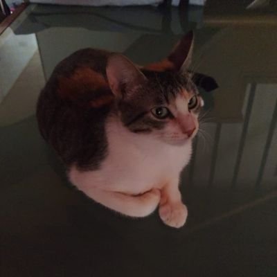 Ismaelseijo16's profile picture. ¡De cada cual según sus capacidades, a cada cual según sus necesidades!