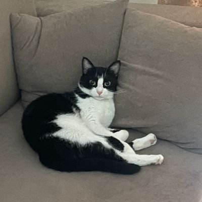 flyingchittar's profile picture. viva la revolution.