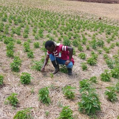 Umuzuke's profile picture. ||Founder of ROSIRIEN_FAMILY Ltd||Agriculture Conservationist||Agricultural Economics from UR (CAVM, 2019-2024||
#Oilseeds #Sunflower #Soybeans #Corn 🌽🌻🇷🇼