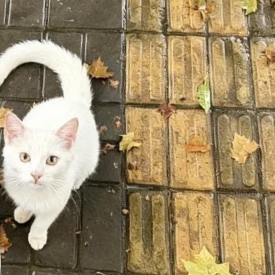 horanplagio's profile picture. i’m just an arrogant son of a bitch.