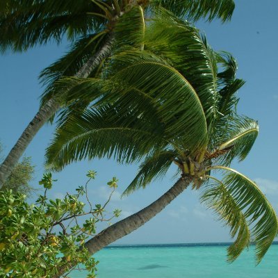 louai_x's profile picture. JUST LOUAI