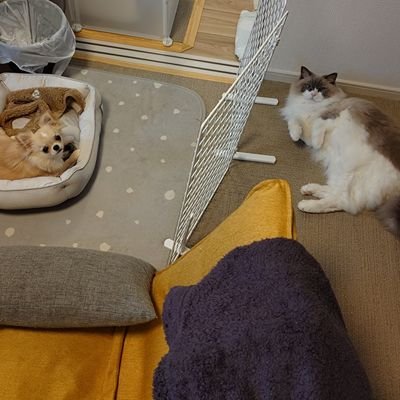 sorashinox's profile picture. 投稿気まぐれ
【愛猫愛犬との日常記録＆趣味閲覧】
＠主（夫）朝夕食係

👩奥さんと初めてお迎え➡️
😺そら♀️ラグドール（23.5生）
🐶くう♀️チワワ（25.5）8月お迎え

他ミスチル⚽️🎬️等
勝手にいいね・フォロー・リポスト失礼してます・歓迎ですありがとう
※迷惑DM転載等厳禁 NODM!