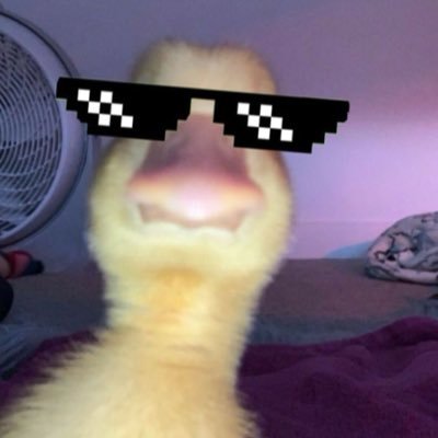 vinciitrader's profile picture. Out of the 🐀 race, in the charts now 📊 | Forex guy 💸 | Man Utd ⚽ | Tech soul ♻️ let’s grow https://t.co/A6A6gnzM1L