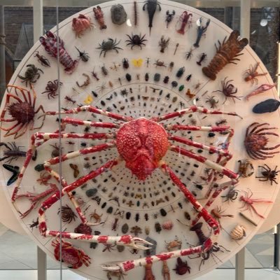 HarlemKullem's profile picture. 