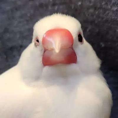 chiyomomo_0714's profile picture.