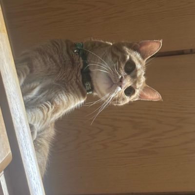 naruminojiru's profile picture. @genkaitoppa_77 ◀️