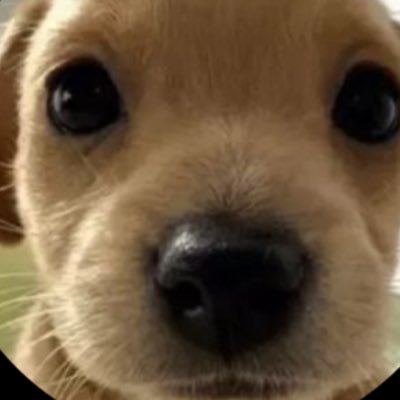 Thomas22383's profile picture. Hates inappropriate videos or photos Hi! I’m  Thomas I save kids from predators and minors Roblox: https://t.co/rd4eFDpm12