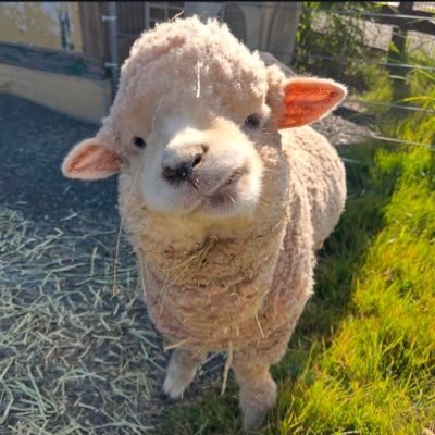 kswg_spring_'s profile picture. どすこい