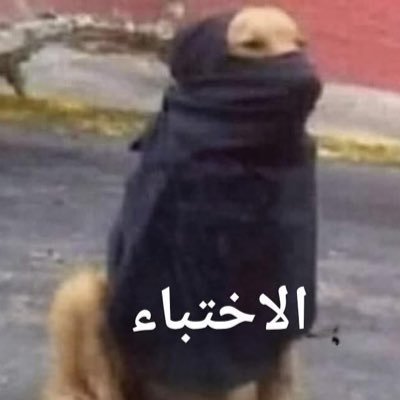 rein484838338's profile picture. بحب القطط وحبيبي