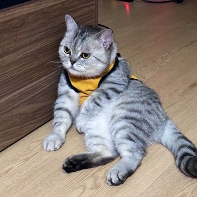 thaitp04's profile picture. Software Developer