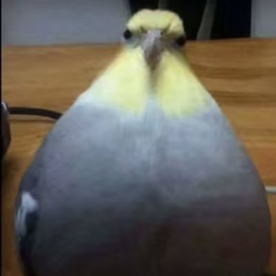 fly6urt's profile picture.