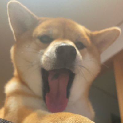 GOMOKU_G0HAN's profile picture. たまにおえかきするよ！だいたいROMってます！