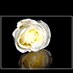 الملكة (@almalkah27) Twitter profile photo الملكة (@almalkah27) Twitter profile photo