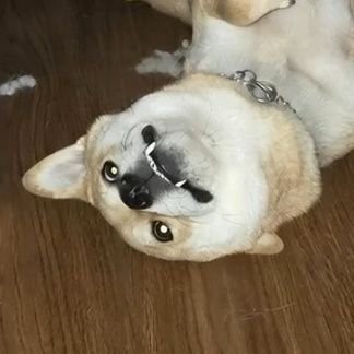 OriginalOkkor's profile picture. MTG since Portal
SVS 6941
Rengoku 1471 Yasei Daimyo 
Cryptodad 470
okkor.eth
I like Venom.
I have Shibas and an Akita