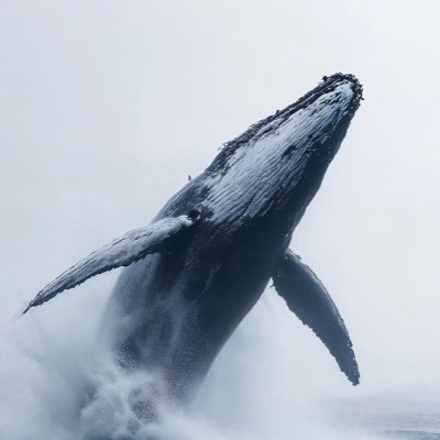 stack1483953's profile picture. 