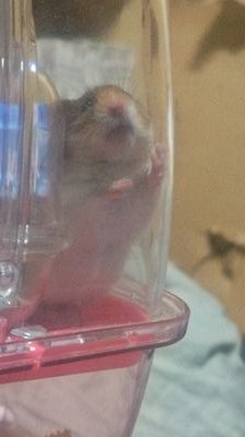 ripu1586968's profile picture. 