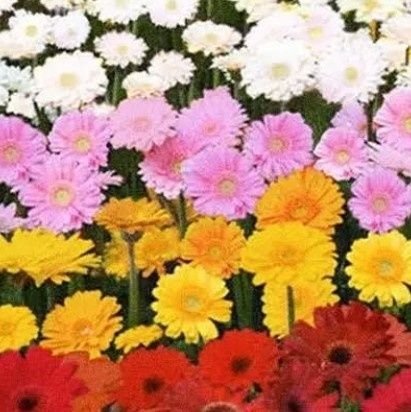 BIGBANG5833172's profile picture. 