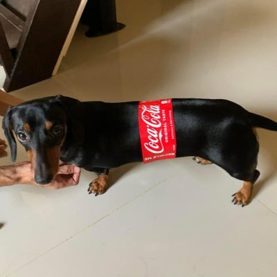 hey_call_me_SNT's profile picture. Sushi, Please