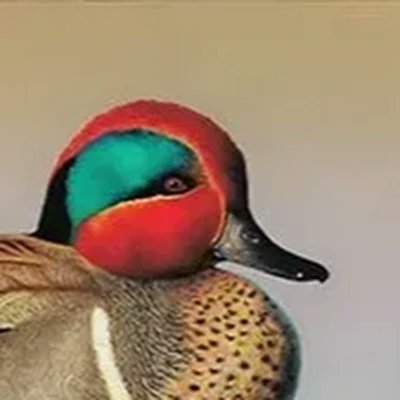 MDosemen21532's profile picture. 