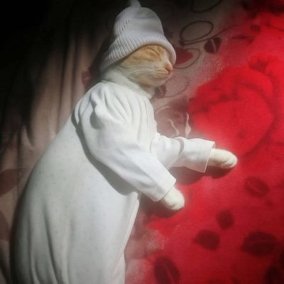 Dinawanas1's profile picture. I’m not great at the advice,Can I interest you in a sarcastic comment?